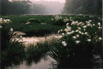 Cahaba Lily on the Cahaba River